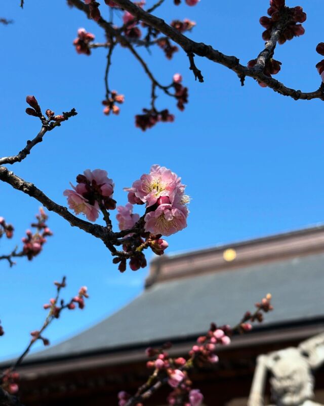 浪華の梅